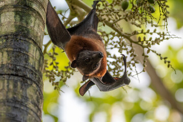 flying fox south east asia