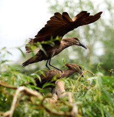 Two hamerkops mating behaviour on the tree (Scopus umbretta).