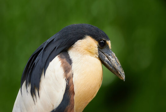 Boatbilled heron also called boatbill. (Cochlearius cochlearius)   