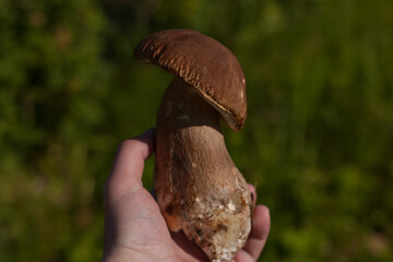 White mushroom. Popular boletus porcini mushrooms in hand. Soft background. 