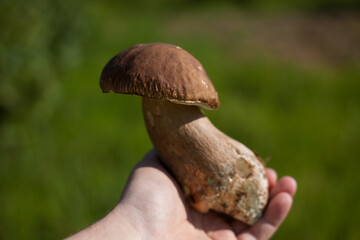 White mushroom. Popular boletus porcini mushrooms in hand. Soft background. 