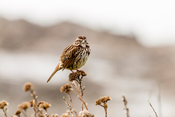 Bird on a branch