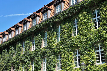 House with Green Walls as Vertical Garden