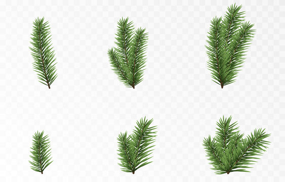 Set of vector fir branches. Spruce branches png, pine, spruce. Christmas decorations.