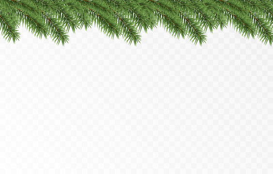 Vector fir branches. Spruce branches png, pine, spruce. Christmas decorations, Christmas background.