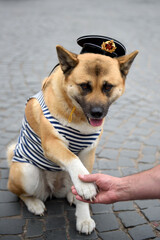 Dog in vest and a Russian navy cap. Akita Inu in the clothes of a Russia sailor.