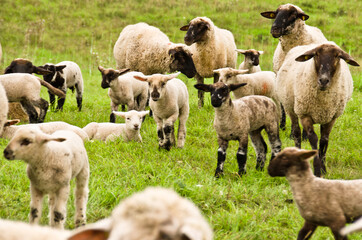 Many cute and happy lambs playing in the meadow