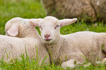 Naklejka na ściany i meble Portrait of a small cute wooly white newborn lamb sleeping in the meadow