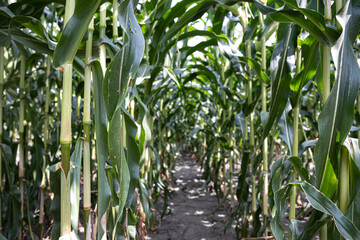 Natural background with growing leaves of corn.