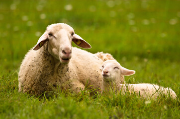 A beautiful white sheep with her lamb