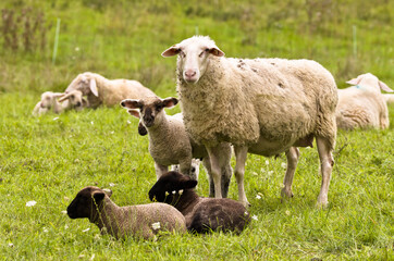 Naklejka premium A beautiful white sheep with her lamb i