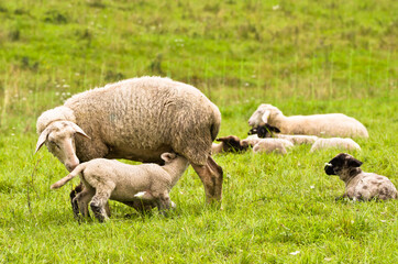 A beautiful white sheep with her lamb i