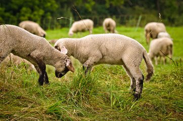 Many cute and happy lambs playing in the meadow