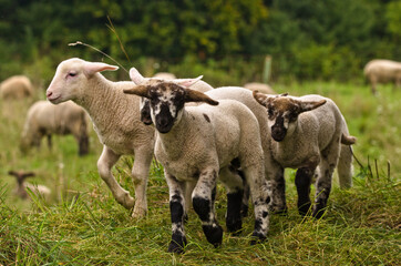 Obraz na płótnie Canvas Many cute and happy lambs playing in the meadow