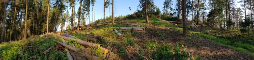 the bark beetle and the climate change our forests 
