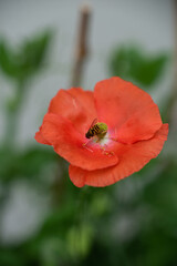 Fototapeta premium Poppy flowers in a backyard garden.