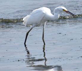 Snowy Egret