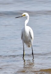 Snowy Egret