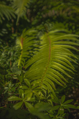 fern leaf in the forest