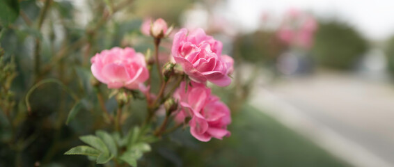 Obraz premium Pink rose flowers on the road, selective focus on the foreground
