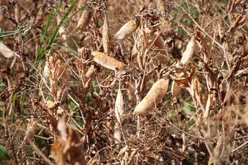 Dried pea pods growing in a farmers field