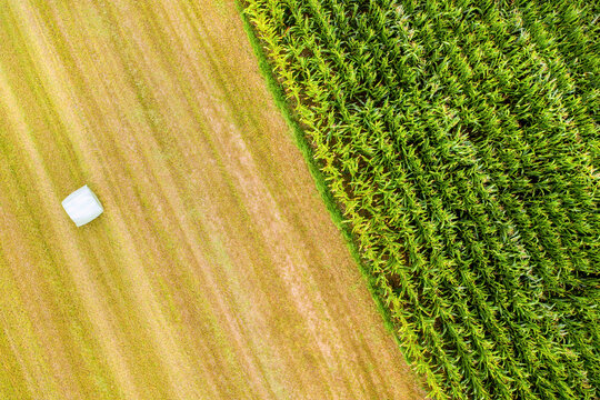 two types of fields from above