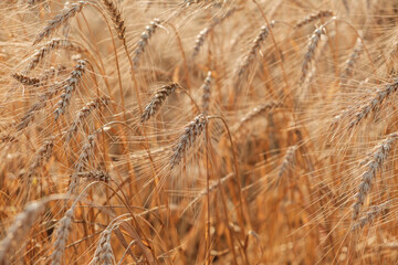 Backgrounds of ripening of ears of meadow wheat in the field. Rural scenery. Field landscape
