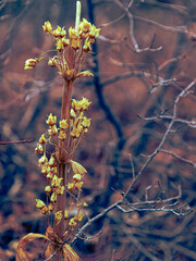 Golden Flowers