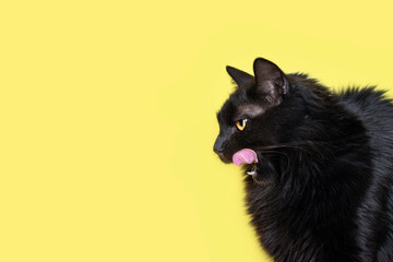 Black fluffy cat Licking His Lips. Lovely fluffy cat licking lips. Copy space for text