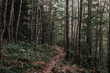 Fototapeta premium footpath in the woods