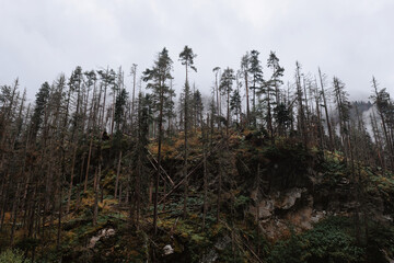 pine forest in the fog