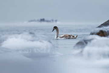 Lonely swan swimming in the ice cold water of the Baltic Sea in Helsinki, Finland few hours before freeze-up over in January 2021.