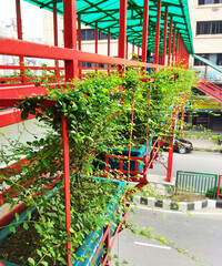 Fototapeta na wymiar Vegetation on city foot over bridge