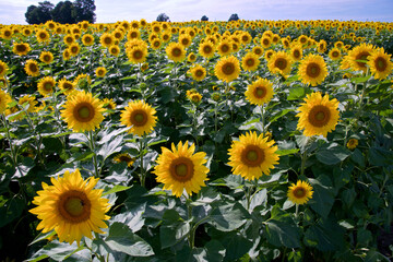 Field of blooming sunflower in the sunflower farm