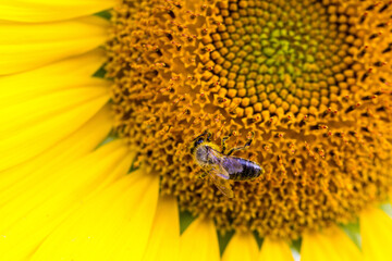 Closeup of a bee on a sunflower under the sunlight - perfect for wallpapers