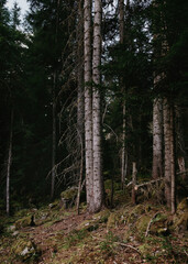 trees in the forest