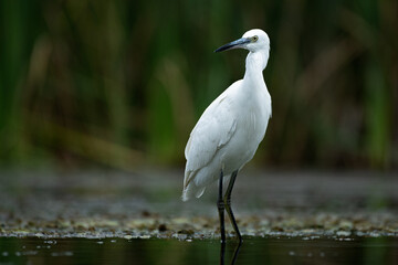 a close up portrait of a little egret, Egretta garzetta, as it stands in the water during a fishing session