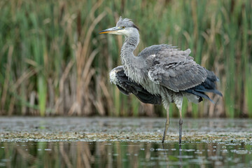 A grey heron, Ardea cinerea, standing in a pool. It is ruffling its feathers to dry out after s short shower