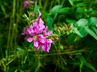 Pink and green flowers