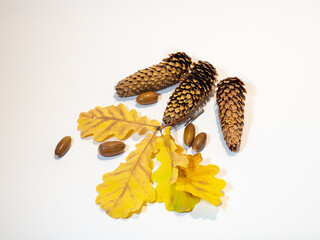 Fototapeta na wymiar Cones, acorns and oak leaves on a white background