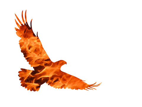 Aigle en feu
