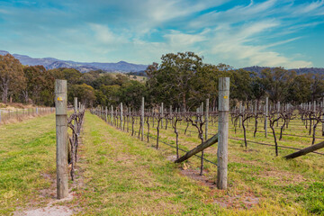 Fototapeta na wymiar Photograph of grape vines in the Megalong Valley in The Blue Mountains