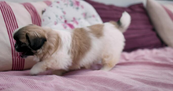 cute puppy dog relaxing on sofa in the garden, fluffy domestic pet
