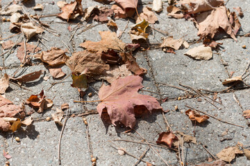fallen leaves on the ground