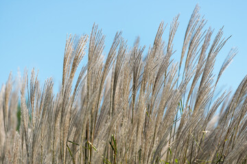 ornamental grass plume heads and blue sky