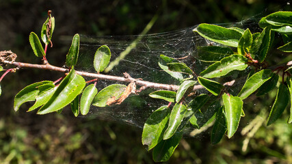 Green leaves and branches connected by a spider web.