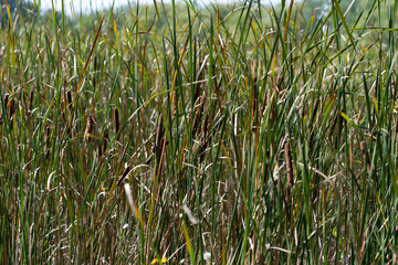 dense field of cattails