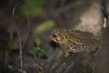 toad