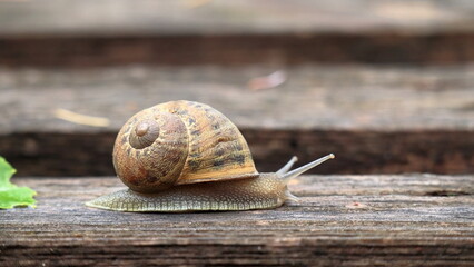 chiocciola, snail