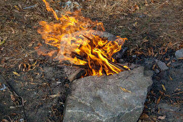 fire in the forest